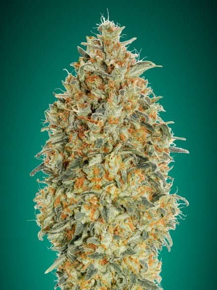 Advanced Seeds - Auto Gorilla Blue